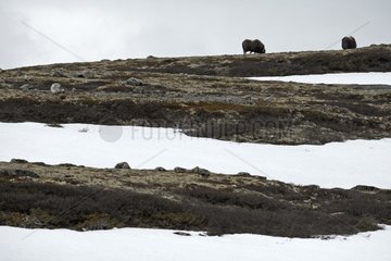 Muskoxes on a plateau at spring Norway