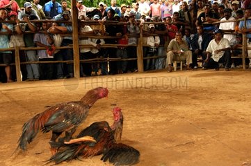 Cock fight and opening of bets Madagascar