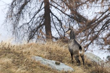 Northern Chamois during the rutting season in the Alps
