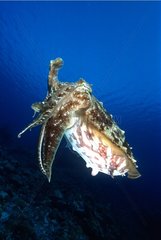 Seiche à larges tentacules Caymans