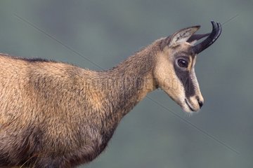 Northern Chamois in a stubble near the Hohneck France
