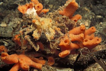 Graceful Decorator Crab moving among corals Pacific Ocean