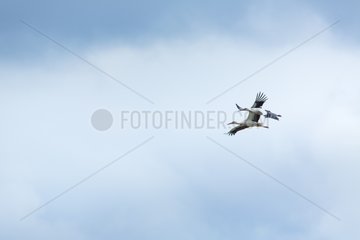 White Storks in flight - Bulgaria