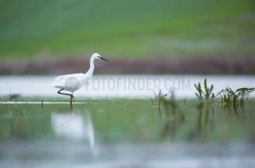 Little Egret walking in a swamp - Bulgaria