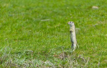 European ground squirrel standing in grass - Bulgaria