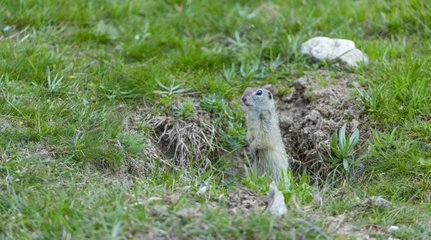European ground squirrel standing in grass - Bulgaria