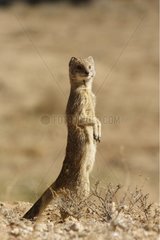 Yellow mongoose in alert Kgalagadi NP South Africa
