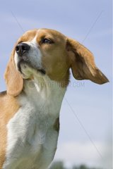 Portrait de Beagle avec les oreilles portées par le vent