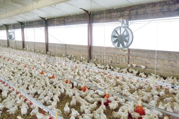 Hühner in einer industriellen Landwirtschaft Frankreich