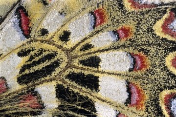 Detail of the wing of a Butterfly Spanish Festoon Morocco