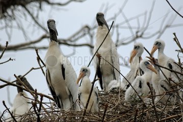 Wood Storks and chicks at nest Mato Grosso Pantanal