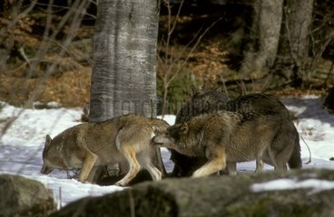 Wolf testet die sexuelle Rezeptibilität eines Europas Louve