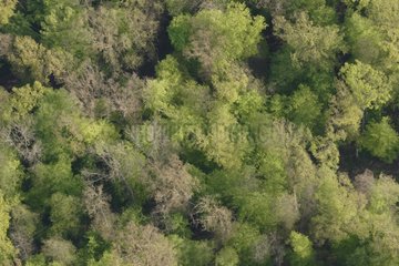 Mixed forest Epfig Bas-Rhin Alsace