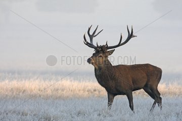 Stag Red deer in a frozen meadow Great Britain