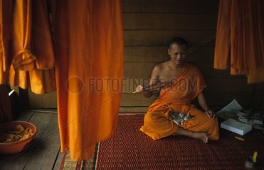 Chaton de gouttière au creux des jambes d'un moine Cambodge
