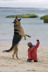 Berger allemand jouant avec un enfant sur la plage France