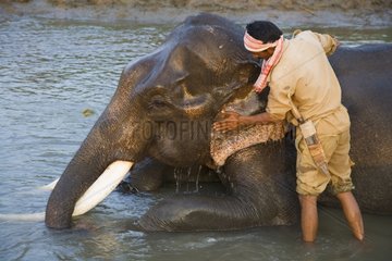 Mahout giving Indian working elephant a bath Kaziranga India