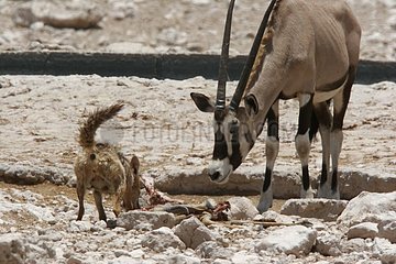 Oryx intrigué par un chacal et sa proie PN Etosha