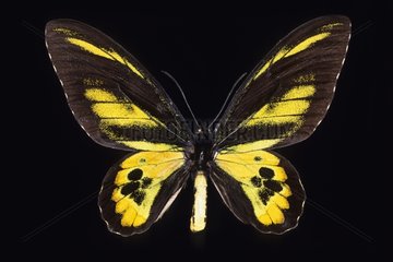 Birdwing Butterfly Papua New Guinea