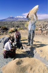 Moisson dans la région de San Pedro de Atacama  tamis