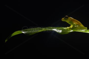 Glass frog on a leaf - Nouragues French Guiana