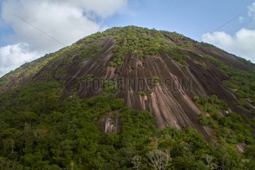 Inselberg in primary forest - Nouragues French Guiana