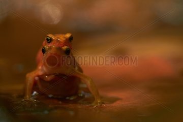 Cayenne stubfoot toads mating - French Guiana