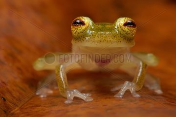 Glass Frog - Monkeys Mountain French Guiana