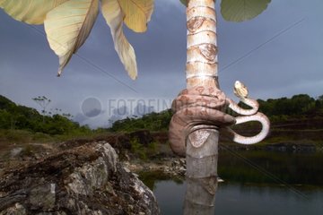 Amazon tree boa on a trunk - French Guiana