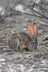 Scrub Hare Etosha National Park Namibia