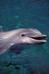 Jeune grand dauphin Aquarium de Miami Floride USA