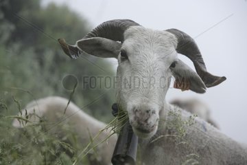 Aries grazing during transhumance Cevennes France