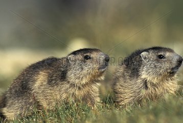 Two young Marmots in the grass Vanoise National Park Alps