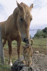 Chat Abyssin et cheval dans la campagne France