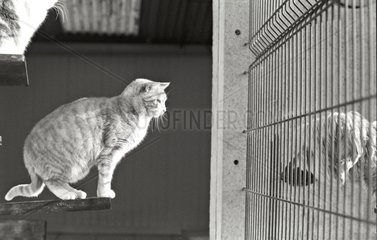 Katze und Hunde getrennt durch eine Gitter -Zuflucht von Beauregard