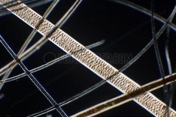 Detail of hairs of Squirrel in polarized light