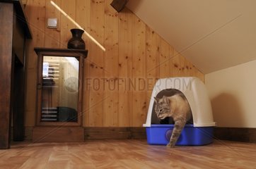 Male Siamese cat going out a litter boxe France