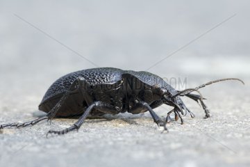 Ground beetle Bulgaria