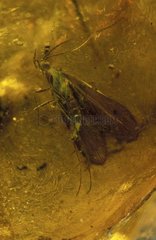 Fossilisierte Insekten in Amber Frankreich
