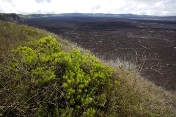 Caldera Lava bedeckte die Sierra Negra Volcano Isabela Island