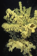 Cloud Sponges growing in the deep Pacific Ocean