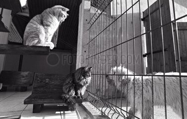 Cats and dogs separated by a grid Refuge of Beauregard