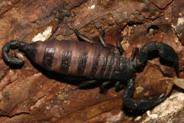 Scorpion Pandinus in terrarium Gand Belgium
