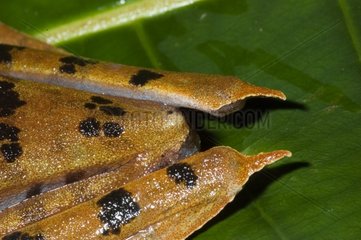 Troschel's Treefrog French Guiana