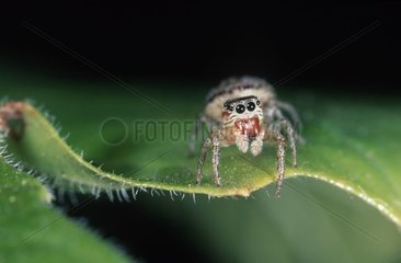 Portrait of jumping spider France