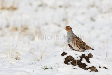 Grey partridge standing in snow Great Britain
