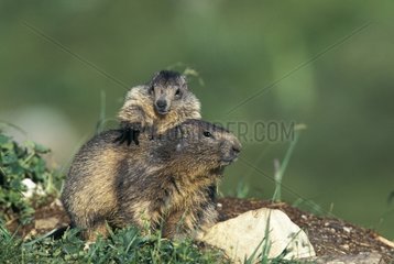 Young Marmot and adult playing Vanoise France