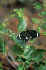 Orchard Swallowtail on a leaf Cape York Australia