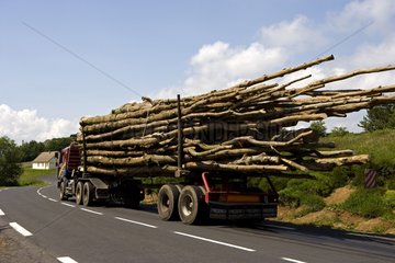 Logging truck loaded trunks rolling Massif Central France