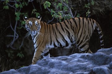 Bengalische Tigerress wandeln Bandhavgarh PN Indien